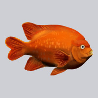 California Garibaldi Fish Heavyweight Sweatshirt | Teevron