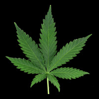 Weed Leaf Heavy Core Tee | Teevron