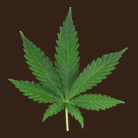 Weed Leaf Heavy Core Tee | Teevron
