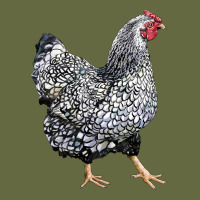 Wyandotte Chicken Long Sleeve Tee | Teevron