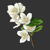 Mock Oranges Illustrations | Teevron