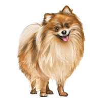 Pomeranian Dog Illustrations | Teevron