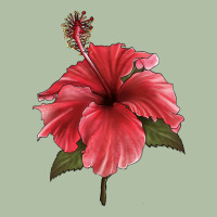 Puerto Rican Hibiscus Flower Illustrations Urban Heavy Tee | Teevron
