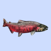 Chinook Salmon Fish Illustrations Urban Heavy Tee | Teevron