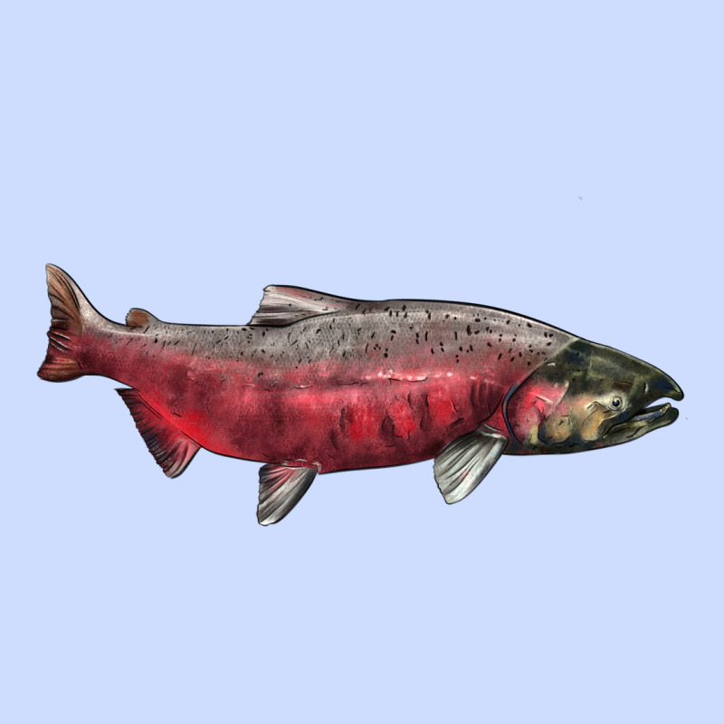 Chinook Salmon Fish Illustrations Urban Heavy Tee by LillyAllenDesigns | Teevron