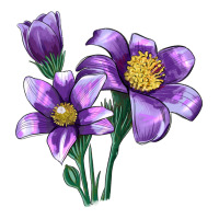 Pasque Flower Illustrations | Teevron