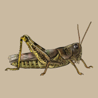 Grasshopper Long Sleeve Tee | Teevron