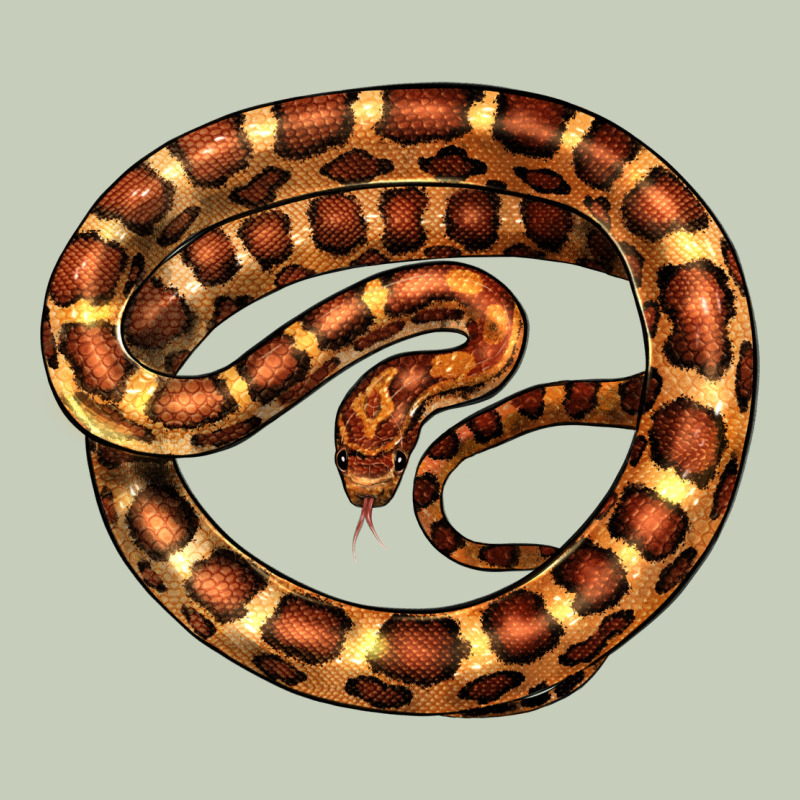Corn Snake Illustrations Long Sleeve Tee by LillyAllenDesigns | Teevron