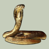 King Cobra Snake Long Sleeve Tee | Teevron