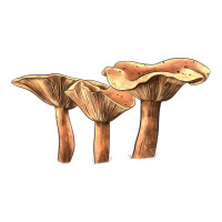lactarius rufus mushroom | Teevron
