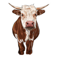 hereford cow | Teevron