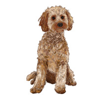 cockapoo | Teevron