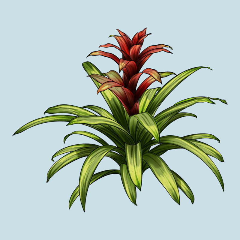 Bromeliads Ladies Tee by LillyAllenDesigns | Teevron