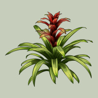 Bromeliads Ladies Tee | Teevron