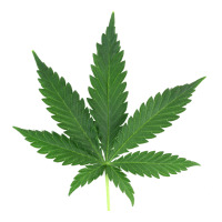 Weed leaf | Teevron