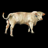 Charolais Bull Heavy Core Tee | Teevron