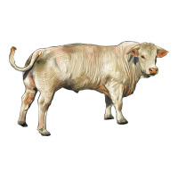 charolais bull | Teevron