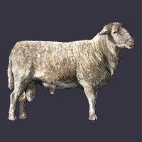 Katahdin Sheep Vintage Hoodie | Teevron