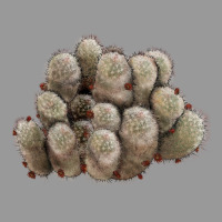 Brown Flowered Cactus Vintage Hoodie | Teevron