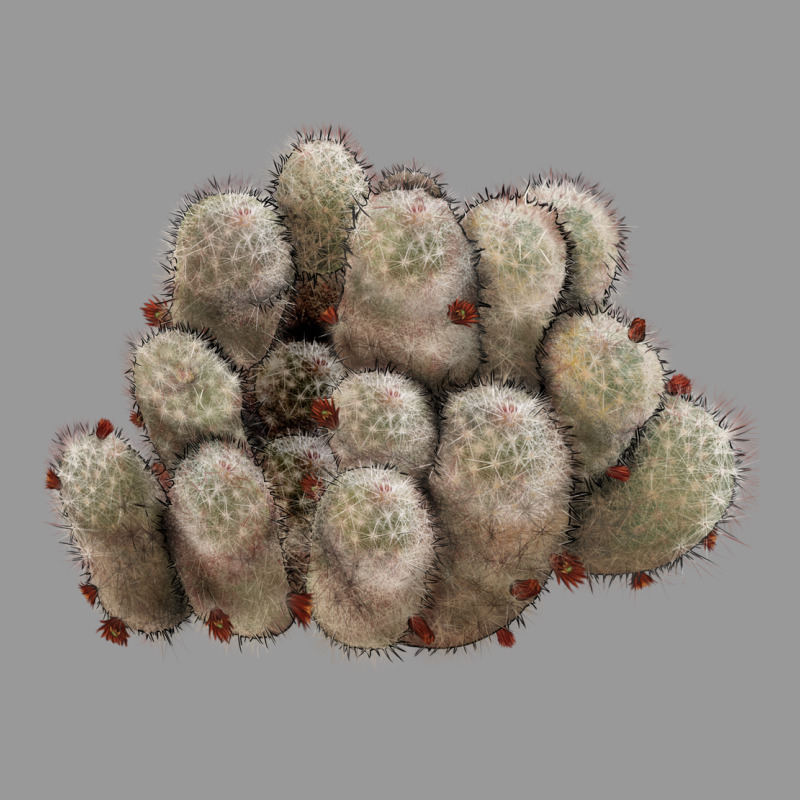 Brown Flowered Cactus Vintage Hoodie by LillyAllenDesigns | Teevron