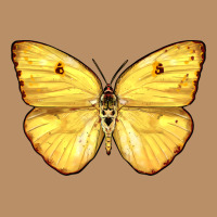 Cloudless Sulphur Butterfly Vintage Hoodie | Teevron
