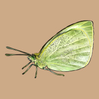 Cabbage White Butterfly Vintage Hoodie | Teevron