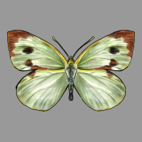 Cabbage Butterfly Vintage Hoodie | Teevron