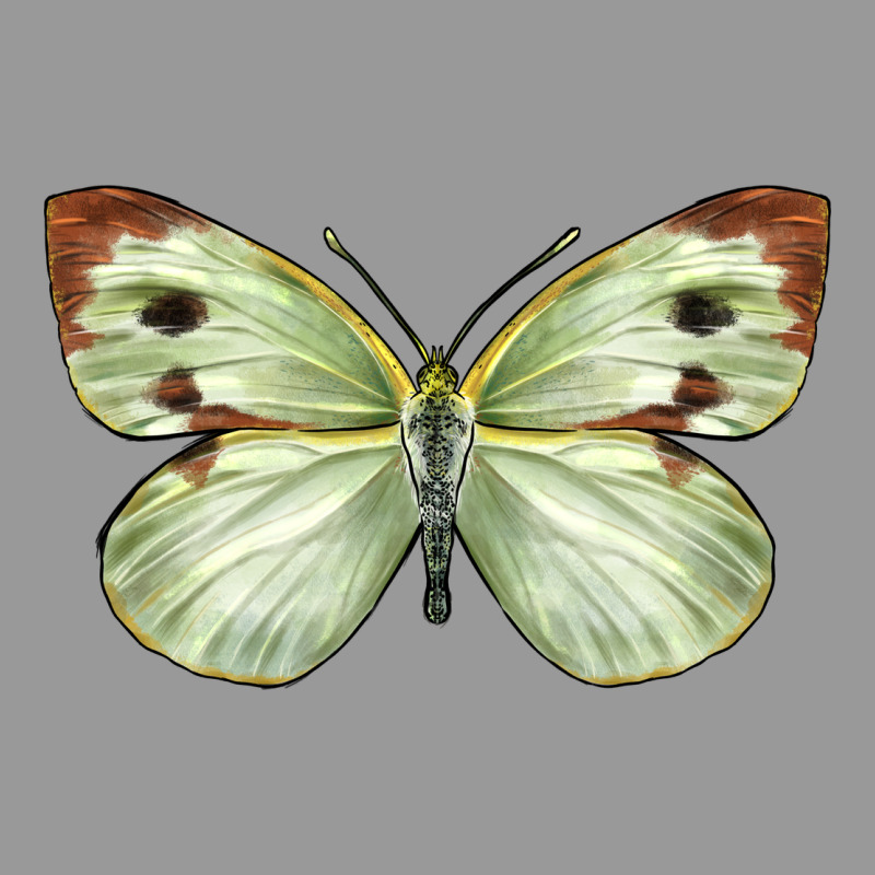 Cabbage Butterfly Vintage Hoodie by LillyAllenDesigns | Teevron