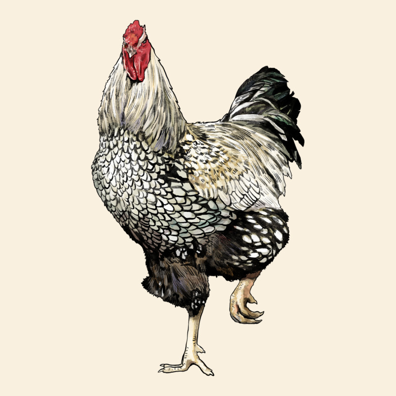 Wyandotte Rooster Vintage Hoodie by LillyAllenDesigns | Teevron