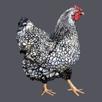 Wyandotte Chicken Vintage Hoodie | Teevron