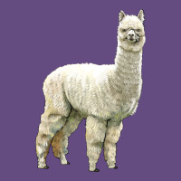 Alpaca Vintage Hoodie | Teevron