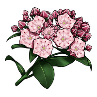 Mountain Laurel Flower Illustrations | Teevron