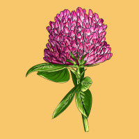 Red Clover Illustrations Vintage Hoodie | Teevron