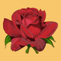 Oklahoma Rose Illustrations Vintage Hoodie | Teevron