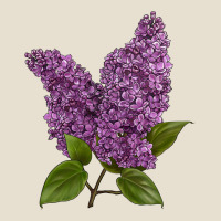 Purple Lilac Flower Urban Heavy Tee | Teevron