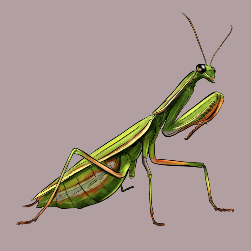 Mantis Vintage Hoodie by LillyAllenDesigns | Teevron