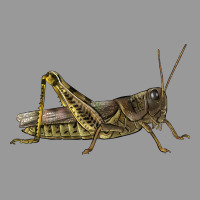 Grasshopper Vintage Hoodie | Teevron