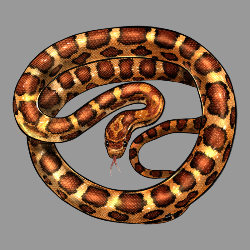 Corn Snake Illustrations Vintage Hoodie by LillyAllenDesigns | Teevron