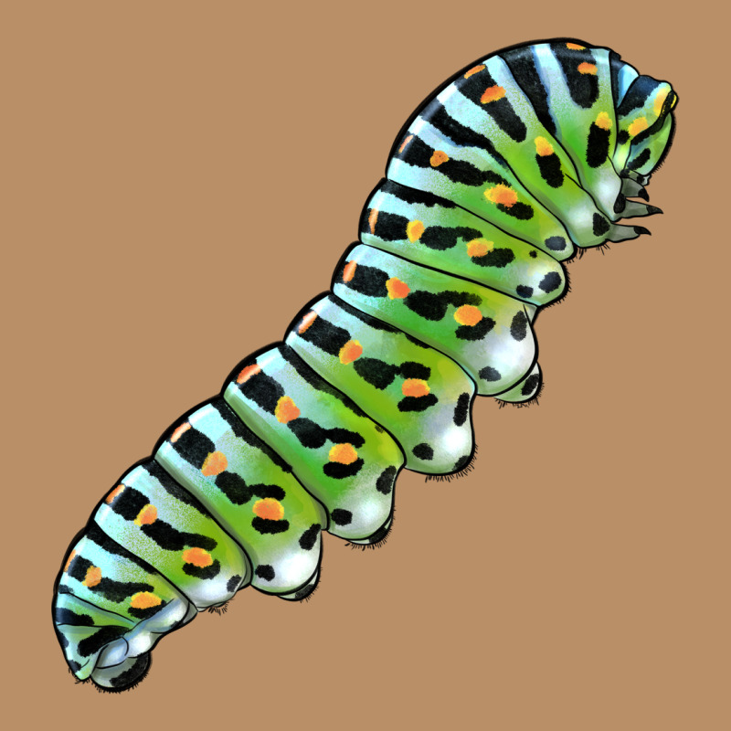 Papilio Machaon Caterpillar Vintage Hoodie by LillyAllenDesigns | Teevron