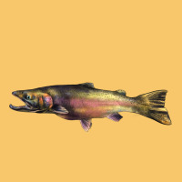 Steelhead Trout Vintage Hoodie | Teevron