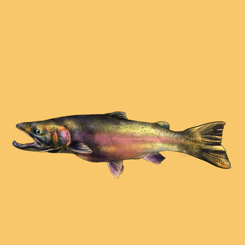 Steelhead Trout Vintage Hoodie by LillyAllenDesigns | Teevron