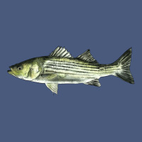 Striped Bass Vintage Hoodie | Teevron
