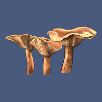 Lactarius Rufus Mushroom Vintage Hoodie | Teevron