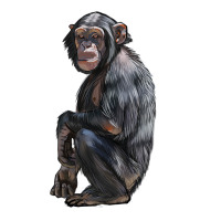 Chimpanzee Illustrations | Teevron