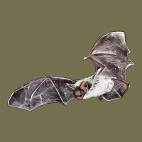 Mexican Free Tailed Bat Vintage Hoodie | Teevron