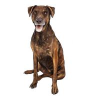 plott hound | Teevron