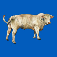 Charolais Bull Urban Hoodie | Teevron