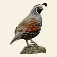 California Quail Bird Vintage Tee | Teevron