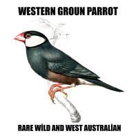 Western Ground Parrot Rare Wild And West Australia | Teevron