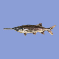 Paddlefish Illustrations, Long Sleeve Tee | Teevron